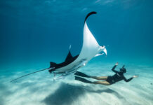 Films show ocean’s magic