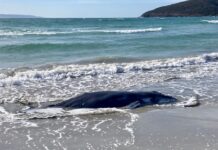 Newborn humpback washes ashore, euthanized at Penneshaw