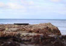 DVD player turns sentient in short film