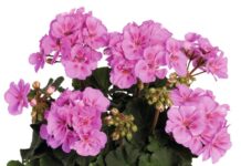 Everything old is new