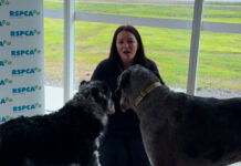 Middleton dogs reunited with RSPCA SA Inspector Emma after rescue