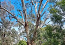 Australian garden guides visit Nangawooka