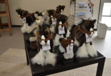 New home for orphaned foal