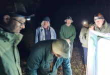 Exploring insects and bats