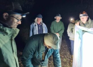 Exploring insects and bats