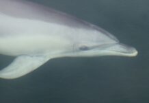 Trio to face court over alleged dolphin interference