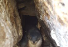 Granite Island little penguin numbers on the up