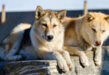 Save on Viking’s Spring Sale