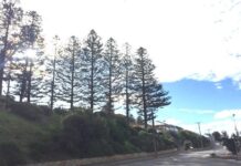 Mental health survivors to lead home-grown projects