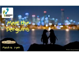 Meet the penguins on the big screen